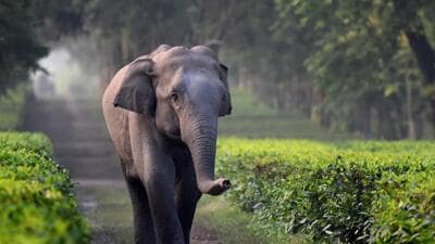He was returning home on his two-wheeler when he suddenly came face-to-face with the herd. (National Geographic website | Representative)