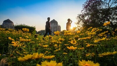 Gram it: Delhi's Spring is all set to play Holi with colourful flowers taking over the city's gardens. Here's how it spread out the play of yellow on a pleasant day at Lodhi Gardens. (Photo: Sanchit Khanna/ HT)