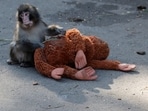 A baby Japanese macaque named Punch sits next to a stuffed orangutan at Ichikawa City Zoo, in Ichikawa, Chiba Prefecture, Japan.