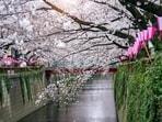 Here's a concise guide to Japan's 2026 cherry blossom season for Indians. (Freepik)
