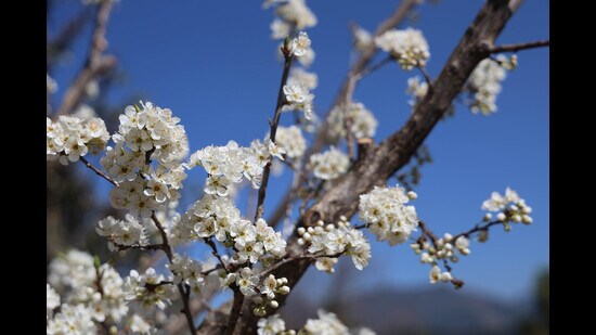 Flowers in full bloom create a picturesque scene in Mandi.After persistent dry weather in Himachal Pradesh, parts of the hill state are likely to receive fresh rain or snowfall in the coming days. (Birbal Sharma/HT)