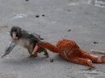 A baby Japanese macaque named Punch drags a stuffed orangutan at Ichikawa City Zoo, in Ichikawa, Chiba Prefecture, Japan.(REUTERS)