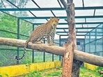 An agreement was signed for the relocation of leopards to reduce human-leopard conflict in Pune. An agreement was signed for the relocation of leopards to reduce human-leopard conflict in Pune.