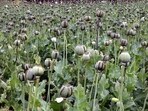 Police in Durg arrest BJP’s Vinayak Tamrakar for alleged illegal opium cultivation (Representative photo)