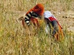 The sharp rise in temperatures has prompted warnings from weather officials and agricultural experts, who fear that prolonged heat during the crucial grain formation stage could adversely affect wheat yields. (HT File)