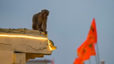 It first attacked a man identified as Vijay and then attacked the naib tehsildar and the PWD SDO among others, Deputy Ranger Vikram Singh Ninama said. (PTI File)