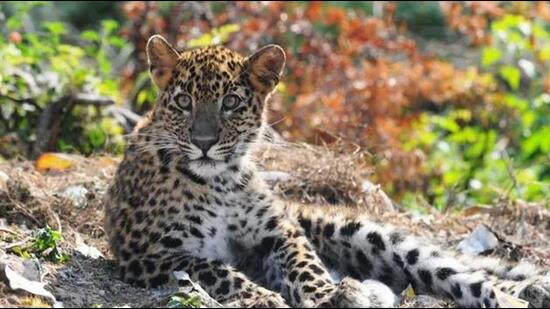 A female leopard was found dead in a drain in Bhimtal town of Uttarakhand’s Nainital district.