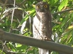 A brown hawk owl on bamboo at Panjab University. (PROF GURPARTAP SINGH)