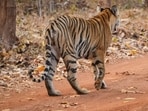 (File photo) Chandrapur: A tiger at the Tadoba-Andhari Tiger Reserve, in Chandrapur, Maharashtra, Saturday, Feb. 21, 2026. (PTI Photo/Vijay Joshi)(PTI03_08_2026_000127A)(PTI)