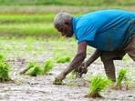 Maharashtra’s experience suggests that agrarian distress cannot be reduced to a single policy lever. (REPRESENTATIVE PHOTO)