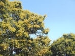 Mango orchards in Malihabad (HT)