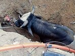 A bull in the pit on Kuchha Malak Road in Ludhiana on Tuesday. (HT Photo)