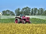 As the region witnesses unusually high temperatures in March, with maximum temperatures soaring 6 degrees Celsius above normal, the lack of visible respite has raised concerns among wheat farmers and experts. (HT File)