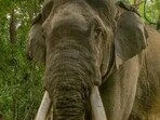 In addition, 562 other wild animals , including leopards, bears, blue bulls, died during the same period due to different causes. (Image sourced from WWF) In addition, 562 other wild animals , including leopards, bears, blue bulls, died during the same period due to different causes. (Image sourced from WWF)