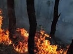 The state has recorded more than 7,200 forest fire incidents between January 1 and March 10. (Image sourced from Mint) The state has recorded more than 7,200 forest fire incidents between January 1 and March 10. (Image sourced from Mint)