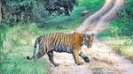 Valmiki Tiger Reserve (HT File)