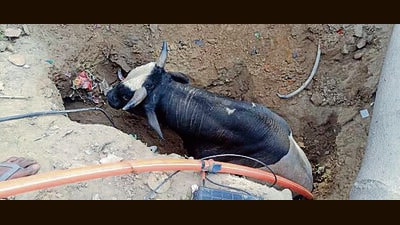 A bull in the pit on Kuchha Malak Road in Ludhiana on Tuesday. (HT Photo)