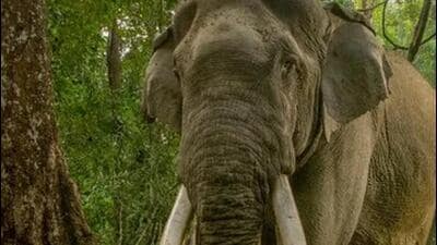 In addition, 562 other wild animals , including leopards, bears, blue bulls, died during the same period due to different causes. (Image sourced from WWF) In addition, 562 other wild animals , including leopards, bears, blue bulls, died during the same period due to different causes. (Image sourced from WWF)