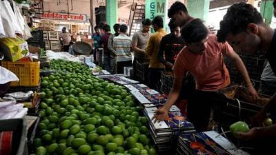 Navi Mumbai, India - March 30, 2025:40,000 boxes of mangoes have arrived at APMC on Gudi Padwa, ready to be exported, in Vashi, Navi Mumbai, India, on Sunday, March 30, 2025. (Photo by Bachchan Kumar/ Hindustan Times) (HT PHOTO) Navi Mumbai, India - March 30, 2025:40,000 boxes of mangoes have arrived at APMC on Gudi Padwa, ready to be exported, in Vashi, Navi Mumbai, India, on Sunday, March 30, 2025. (Photo by Bachchan Kumar/ Hindustan Times) (HT PHOTO)