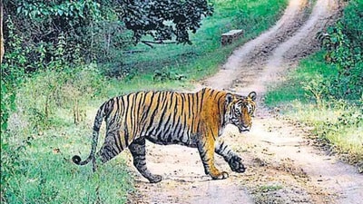 Valmiki Tiger Reserve (HT File)
