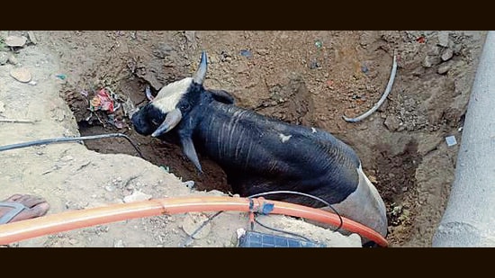 A bull in the pit on Kuchha Malak Road in Ludhiana on Tuesday. (HT Photo)