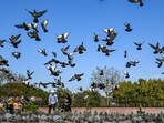People feed birds under a clear blue sky along the roadside near Rajghat in New Delhi. (RAJ K RAJ /HT PHOTO)