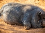  Nearly six decades after the national capital’s only pig slaughterhouse was shut following protests in north Delhi’s Andha Mughal, the Municipal Corporation of Delhi (MCD) has once again initiated the process of setting up a new pig abattoir