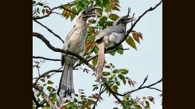 A pair of Indian grey hornbills take shade under tree branches in Chandigarh on a sunny Wednesday. (HT) A pair of Indian grey hornbills take shade under tree branches in Chandigarh on a sunny Wednesday. (HT)