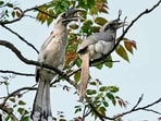 A pair of Indian grey hornbills take shade under tree branches in Chandigarh on a sunny Wednesday. (HT)