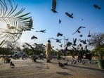 Gram it: With the temperatures rising in the city, spare a thought for the birds. Here's how some good Samaritans are feeding birds near Rajghat. 