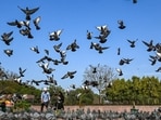 People feed birds under a clear blue sky along the roadside near Rajghat in New Delhi. People feed birds under a clear blue sky along the roadside near Rajghat in New Delhi.