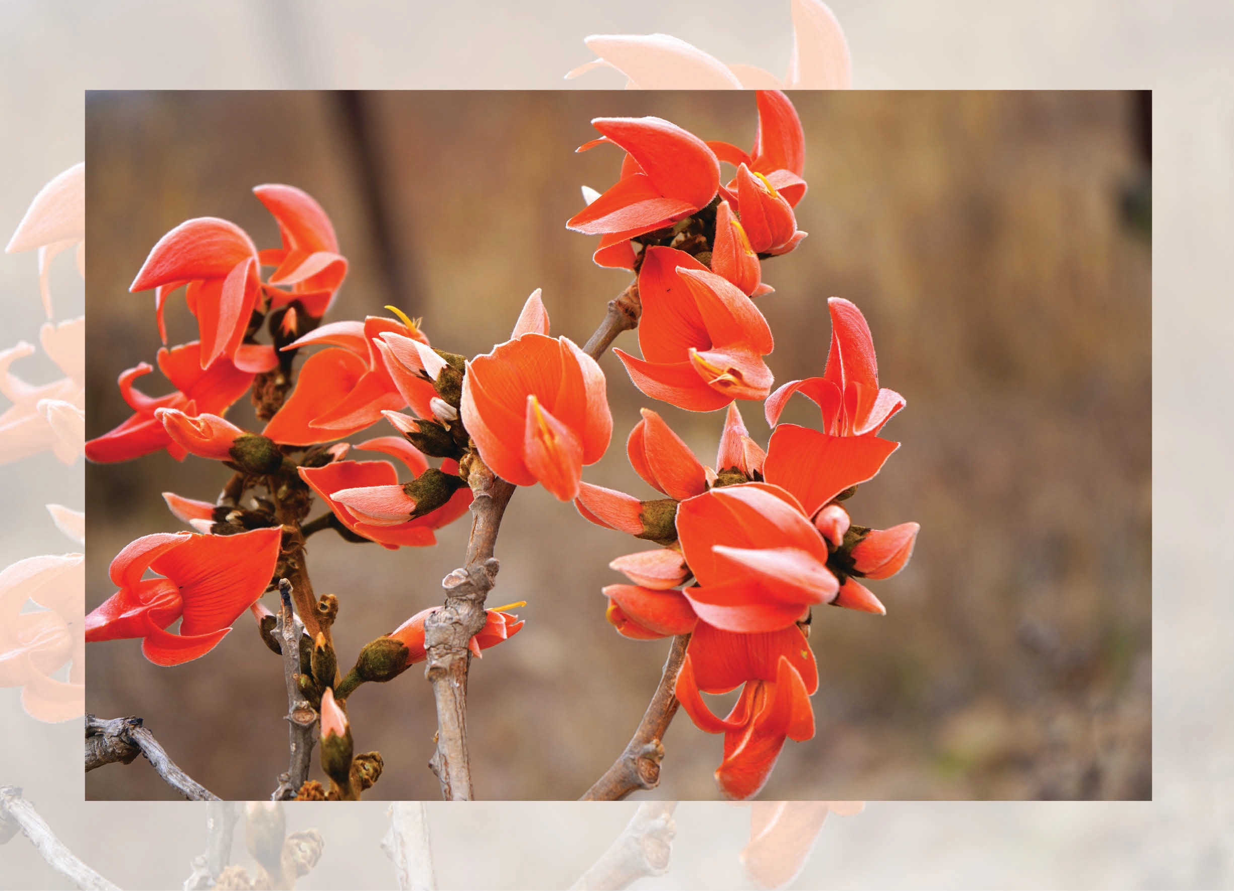 It’s so warm, the tesu flowers bloomed even before Holi came around. (SHUTTERSTOCK) It’s so warm, the tesu flowers bloomed even before Holi came around. (SHUTTERSTOCK)