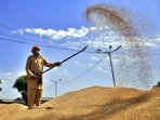 Amritsar, India – April 21, 2023::: A labour uses a shovel to separate grains of wheat from the husk at a Bhagtanwala grain market, Amritsar, India, on Friday, April 21, 2023. (Photo by Sameer Sehgal /Hindustan Times) Amritsar, India – April 21, 2023::: A labour uses a shovel to separate grains of wheat from the husk at a Bhagtanwala grain market, Amritsar, India, on Friday, April 21, 2023. (Photo by Sameer Sehgal /Hindustan Times)