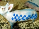 Pigs painted with police car colours are seen on display in the Turf War exhibition by graffiti artist 'Banksy' from July 17, 2003.  REUTERS/Peter MacDiarmid