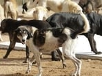 The stray dog was later caught and beaten to death by the locals later that night. (Representative file photo)
