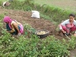 Uttarakhand sees 16% decline in total agricultural land since 2000 (Representative photo)