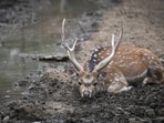 Gram it: As a Supreme Court panel says that only 38 deer can be kept at Hauz Khas park, and over 350 to be moved to wildlife reserves in Rajasthan, here's a glimpse of one of these beautiful animals inside the Deer Park at Hauz Khas. Won't you want to spot it lazing around live before it leaves Delhi?  