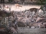 A view inside the Deer Park at Hauz Khas in New Delhi.