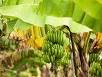 అరటి ఎగుమతులపై ప్రభావం