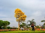 Gram it: The many colours of Delhi's spring have got a touch of yellow now! As clouds hover Central Park in Connaught Place, this tree with yellow leaves stands tall with proof of the same.