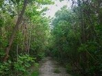 Authorities aim to plant 10,048,120 native saplings to gradually replace invasive vegetation. (Representative photo)