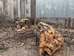Residents have written to the Maharashtra Tree Authority, demanding immediate investigation into the incident . (HT PHOTO)
