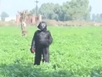 Farmer adopted unique trick of dressing as a bear to save crops from monkey menace. Farmer adopted unique trick of dressing as a bear to save crops from monkey menace.