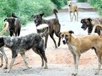 Stray Dogs in Patiala HT Photo