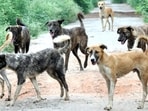 Stray Dogs in Patiala HT Photo