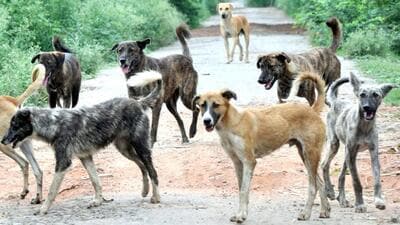 Stray Dogs in Patiala HT Photo