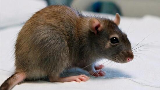 89-year-old patient ‘bitten by rat’ dies hours later