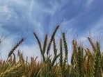 A sudden dip in temperature following light rainfall reported in various districts of the south Malwa region over the last 24 hours has brought much relief to the wheat growers. (HT File)