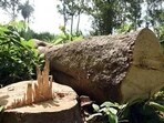 According to available details, one cutch tree costs between  <span class='webrupee'>₹</span>8,000 and  <span class='webrupee'>₹</span>10,000. (HT File)
