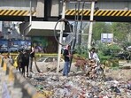 Residents report foul stench, stray animals and repeated dumping; civic body plans  <span class='webrupee'>₹</span>720 crore waste contract pending state nod. (Parveen Kumar/HT)